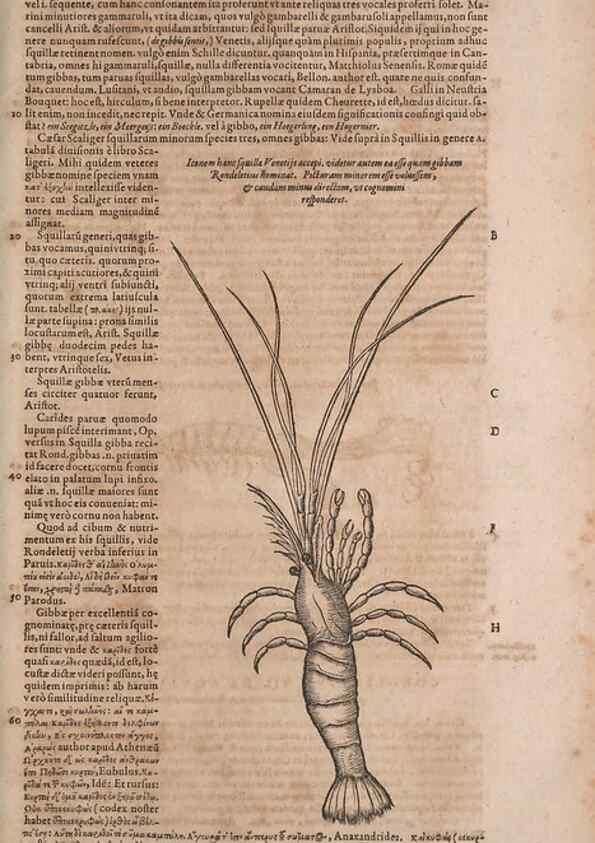 Reproducción/Reproduction 15382704319: Conradi Gesneri medici Tigurini Historiae animalium liber IV :. Francofurti :In Bibliopolio Andreae Cambieri,anno MDCIIII [1604]