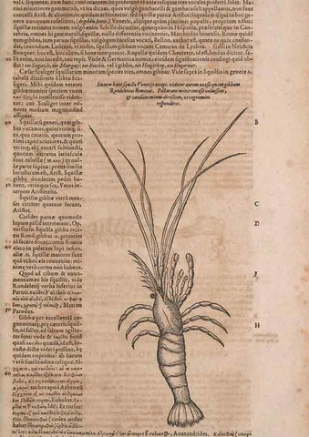 Reproducción/Reproduction 15382704319: Conradi Gesneri medici Tigurini Historiae animalium liber IV :. Francofurti :In Bibliopolio Andreae Cambieri,anno MDCIIII [1604]