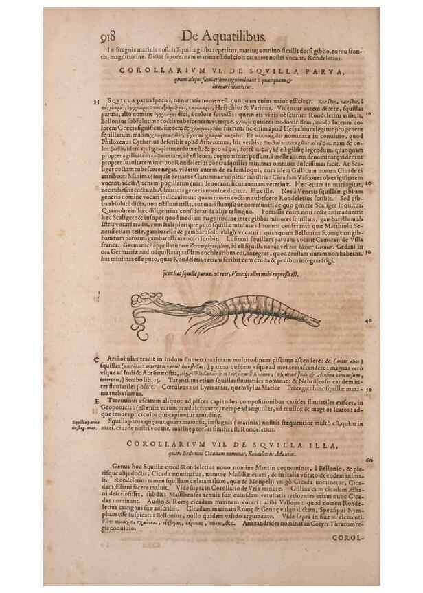 Reproducción/Reproduction 15570179322: Conradi Gesneri medici Tigurini Historiae animalium liber IV :. Francofurti :In Bibliopolio Andreae Cambieri,anno MDCIIII [1604]