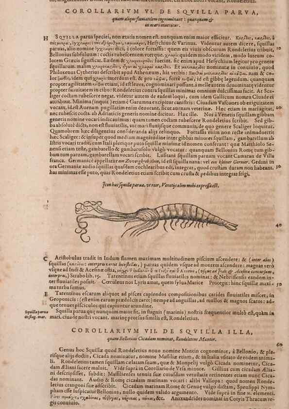 Reproducción/Reproduction 15570179322: Conradi Gesneri medici Tigurini Historiae animalium liber IV :. Francofurti :In Bibliopolio Andreae Cambieri,anno MDCIIII [1604]