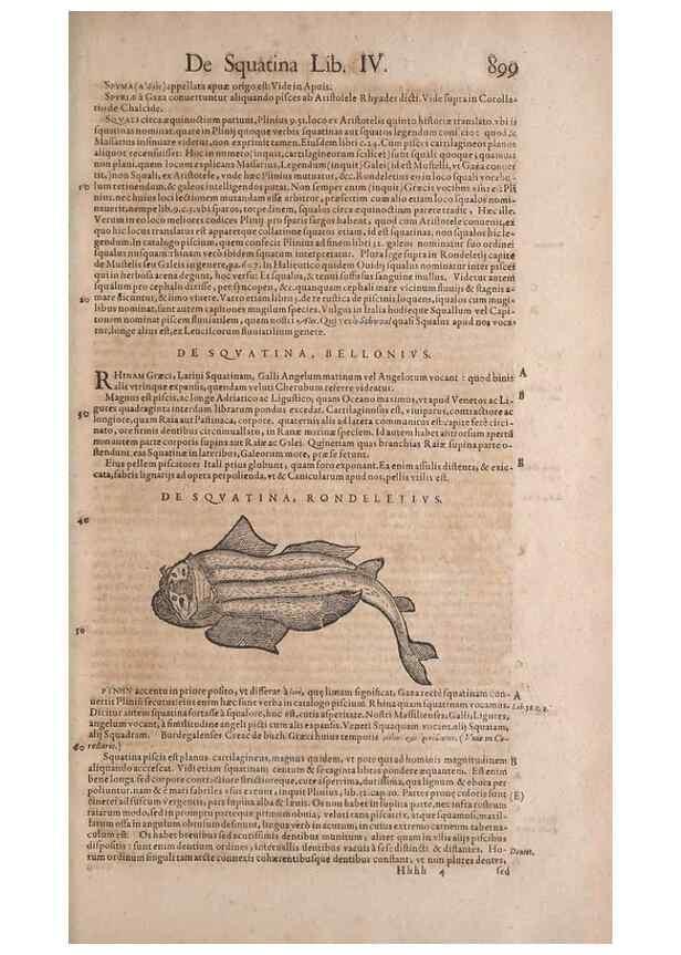 Reproducción/Reproduction 15569326915: Conradi Gesneri medici Tigurini Historiae animalium liber IV :. Francofurti :In Bibliopolio Andreae Cambieri,anno MDCIIII [1604]