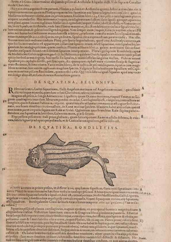 Reproducción/Reproduction 15569326915: Conradi Gesneri medici Tigurini Historiae animalium liber IV :. Francofurti :In Bibliopolio Andreae Cambieri,anno MDCIIII [1604]