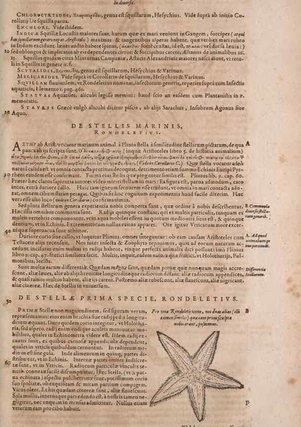 Reproducción/Reproduction 14949164573: Conradi Gesneri medici Tigurini Historiae animalium liber IV :. Francofurti :In Bibliopolio Andreae Cambieri,anno MDCIIII [1604]