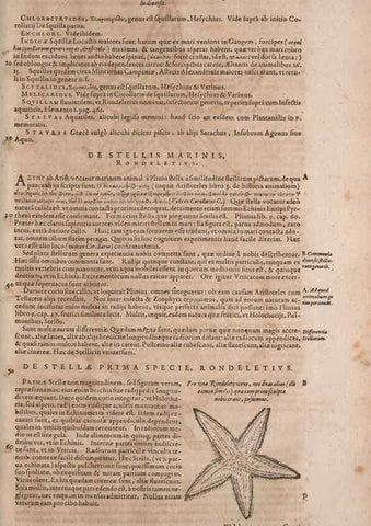 Reproducción/Reproduction 14949164573: Conradi Gesneri medici Tigurini Historiae animalium liber IV :. Francofurti :In Bibliopolio Andreae Cambieri,anno MDCIIII [1604]