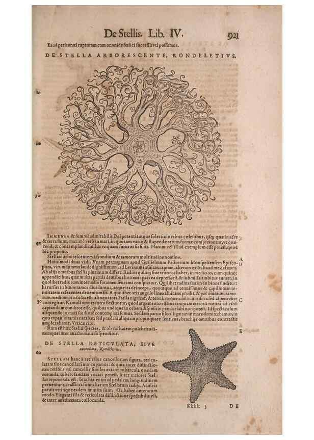 Reproducción/Reproduction 15383335957: Conradi Gesneri medici Tigurini Historiae animalium liber IV :. Francofurti :In Bibliopolio Andreae Cambieri,anno MDCIIII [1604]