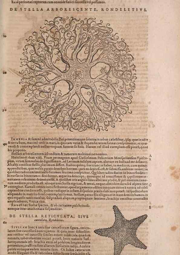 Reproducción/Reproduction 15383335957: Conradi Gesneri medici Tigurini Historiae animalium liber IV :. Francofurti :In Bibliopolio Andreae Cambieri,anno MDCIIII [1604]