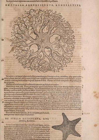 Reproducción/Reproduction 15383335957: Conradi Gesneri medici Tigurini Historiae animalium liber IV :. Francofurti :In Bibliopolio Andreae Cambieri,anno MDCIIII [1604]