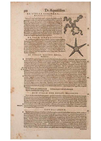 Reproducción/Reproduction 15383337927: Conradi Gesneri medici Tigurini Historiae animalium liber IV :. Francofurti :In Bibliopolio Andreae Cambieri,anno MDCIIII [1604]