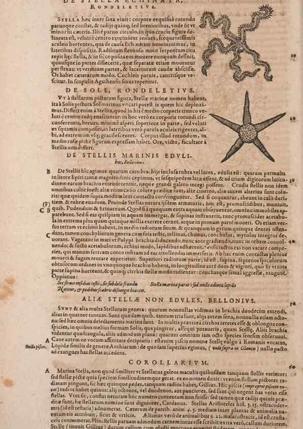 Reproducción/Reproduction 15383337927: Conradi Gesneri medici Tigurini Historiae animalium liber IV :. Francofurti :In Bibliopolio Andreae Cambieri,anno MDCIIII [1604]