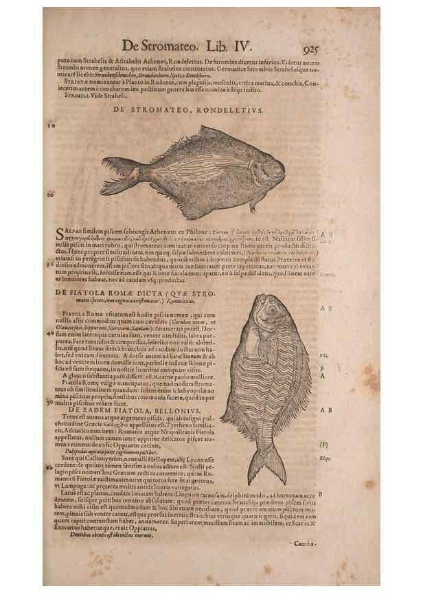 Reproducción/Reproduction 15545643706: Conradi Gesneri medici Tigurini Historiae animalium liber IV :. Francofurti :In Bibliopolio Andreae Cambieri,anno MDCIIII [1604]
