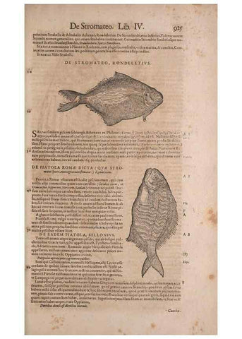 Reproducción/Reproduction 15545643706: Conradi Gesneri medici Tigurini Historiae animalium liber IV :. Francofurti :In Bibliopolio Andreae Cambieri,anno MDCIIII [1604]
