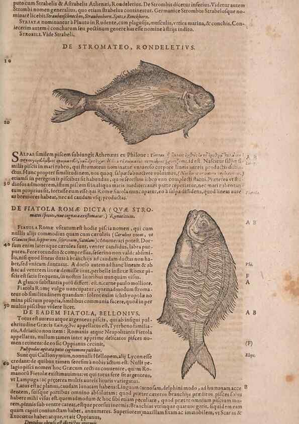 Reproducción/Reproduction 15545643706: Conradi Gesneri medici Tigurini Historiae animalium liber IV :. Francofurti :In Bibliopolio Andreae Cambieri,anno MDCIIII [1604]