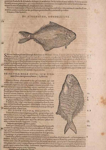 Reproducción/Reproduction 15545643706: Conradi Gesneri medici Tigurini Historiae animalium liber IV :. Francofurti :In Bibliopolio Andreae Cambieri,anno MDCIIII [1604]