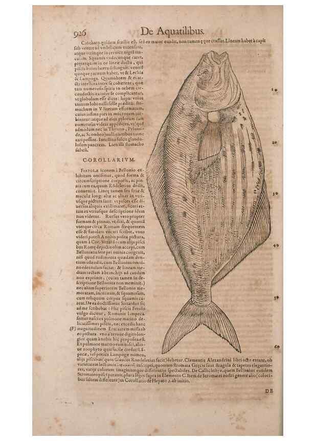Reproducción/Reproduction 15545645956: Conradi Gesneri medici Tigurini Historiae animalium liber IV :. Francofurti :In Bibliopolio Andreae Cambieri,anno MDCIIII [1604]
