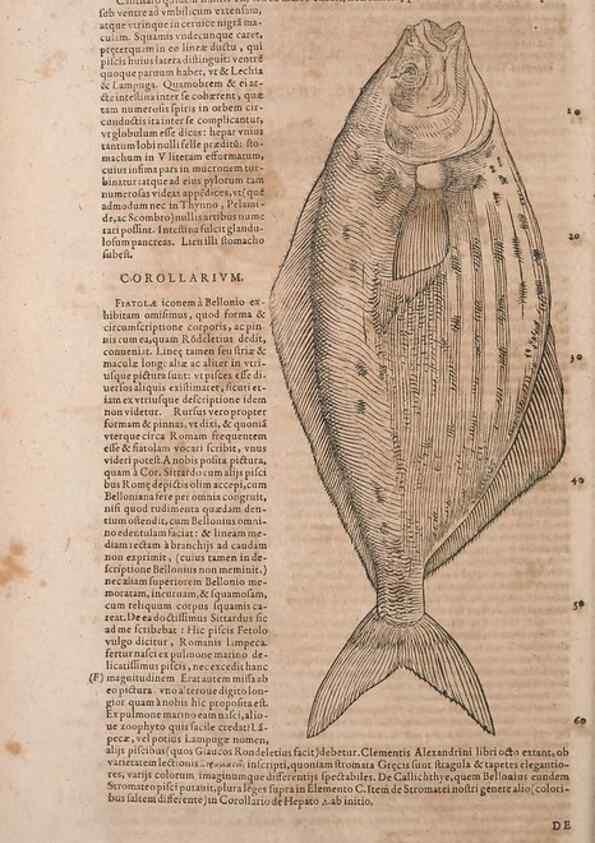 Reproducción/Reproduction 15545645956: Conradi Gesneri medici Tigurini Historiae animalium liber IV :. Francofurti :In Bibliopolio Andreae Cambieri,anno MDCIIII [1604]