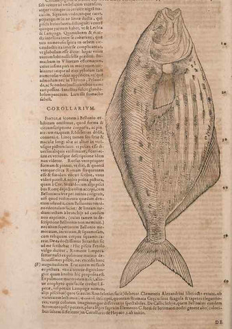Reproducción/Reproduction 15545645956: Conradi Gesneri medici Tigurini Historiae animalium liber IV :. Francofurti :In Bibliopolio Andreae Cambieri,anno MDCIIII [1604]