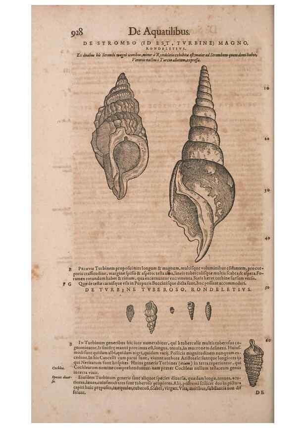 Reproducción/Reproduction 15569355155: Conradi Gesneri medici Tigurini Historiae animalium liber IV :. Francofurti :In Bibliopolio Andreae Cambieri,anno MDCIIII [1604]