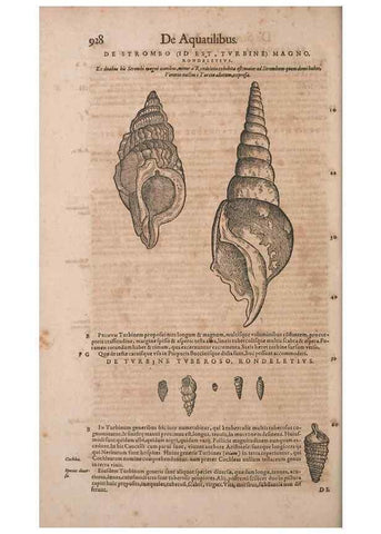 Reproducción/Reproduction 15569355155: Conradi Gesneri medici Tigurini Historiae animalium liber IV :. Francofurti :In Bibliopolio Andreae Cambieri,anno MDCIIII [1604]