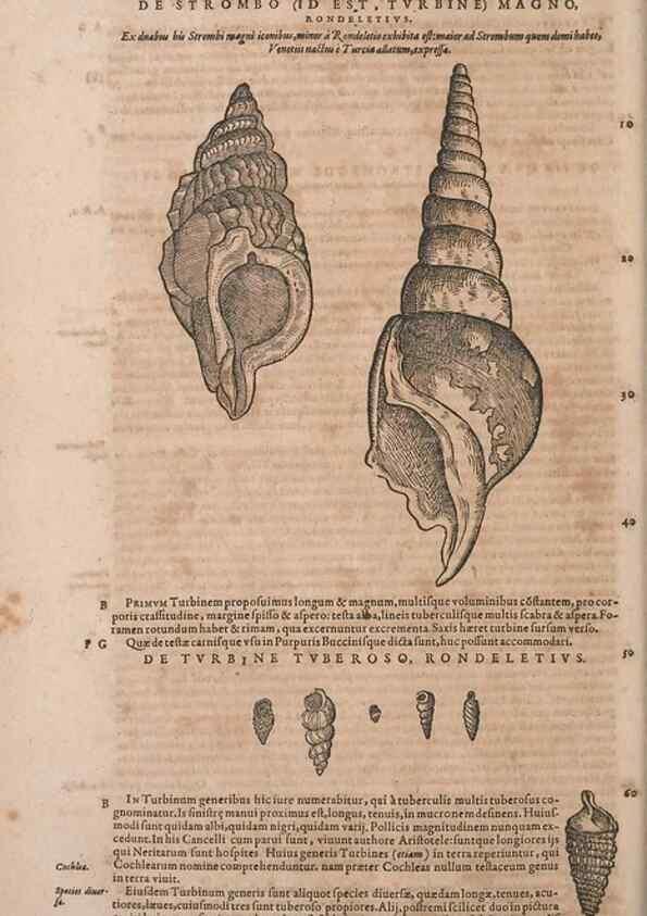 Reproducción/Reproduction 15569355155: Conradi Gesneri medici Tigurini Historiae animalium liber IV :. Francofurti :In Bibliopolio Andreae Cambieri,anno MDCIIII [1604]