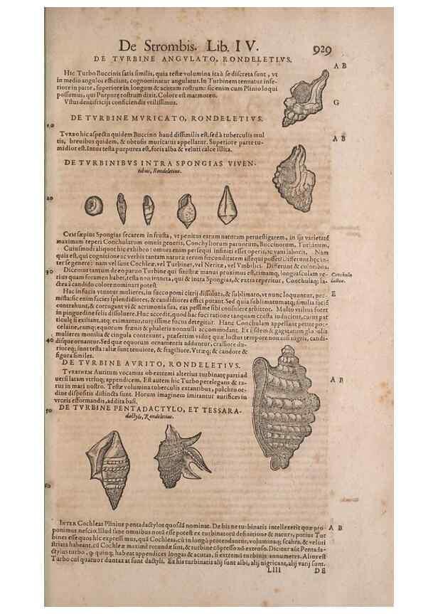 Reproducción/Reproduction 14949177363: Conradi Gesneri medici Tigurini Historiae animalium liber IV :. Francofurti :In Bibliopolio Andreae Cambieri,anno MDCIIII [1604]