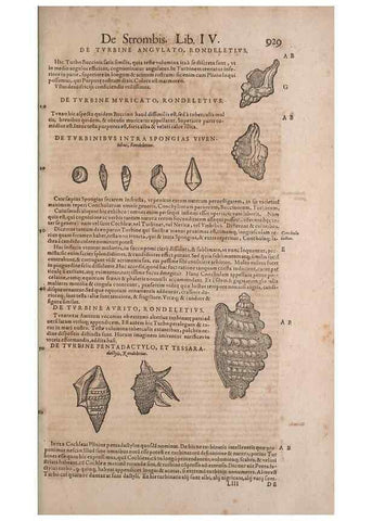 Reproducción/Reproduction 14949177363: Conradi Gesneri medici Tigurini Historiae animalium liber IV :. Francofurti :In Bibliopolio Andreae Cambieri,anno MDCIIII [1604]
