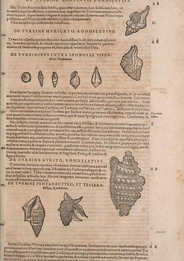 Reproducción/Reproduction 14949177363: Conradi Gesneri medici Tigurini Historiae animalium liber IV :. Francofurti :In Bibliopolio Andreae Cambieri,anno MDCIIII [1604]