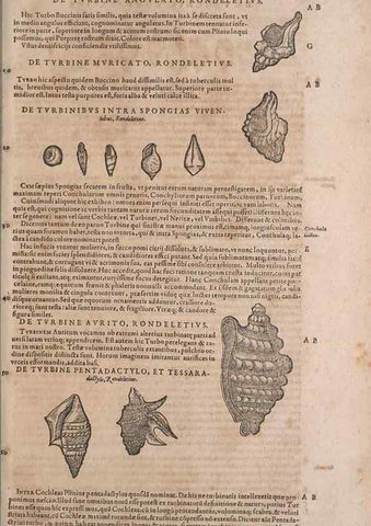 Reproducción/Reproduction 14949177363: Conradi Gesneri medici Tigurini Historiae animalium liber IV :. Francofurti :In Bibliopolio Andreae Cambieri,anno MDCIIII [1604]