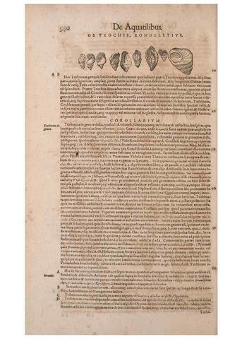 Reproducción/Reproduction 15383347227: Conradi Gesneri medici Tigurini Historiae animalium liber IV :. Francofurti :In Bibliopolio Andreae Cambieri,anno MDCIIII [1604]