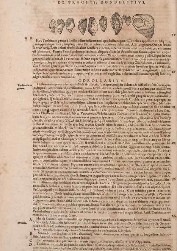 Reproducción/Reproduction 15383347227: Conradi Gesneri medici Tigurini Historiae animalium liber IV :. Francofurti :In Bibliopolio Andreae Cambieri,anno MDCIIII [1604]