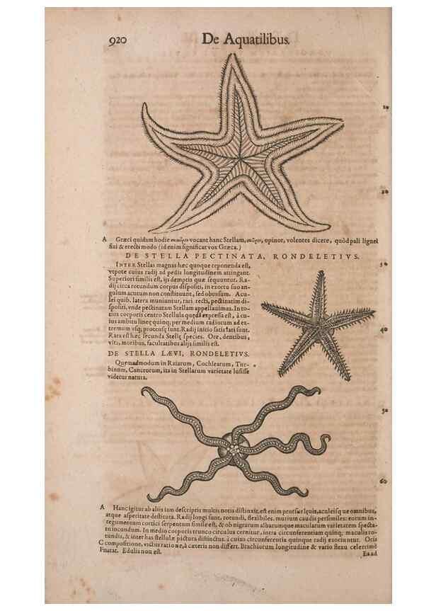 Reproducción/Reproduction 15383188628: Conradi Gesneri medici Tigurini Historiae animalium liber IV :. Francofurti :In Bibliopolio Andreae Cambieri,anno MDCIIII [1604]