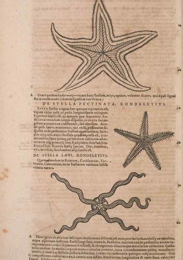 Reproducción/Reproduction 15383188628: Conradi Gesneri medici Tigurini Historiae animalium liber IV :. Francofurti :In Bibliopolio Andreae Cambieri,anno MDCIIII [1604]