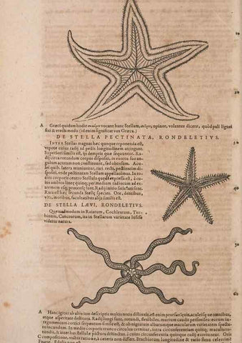 Reproducción/Reproduction 15383188628: Conradi Gesneri medici Tigurini Historiae animalium liber IV :. Francofurti :In Bibliopolio Andreae Cambieri,anno MDCIIII [1604]