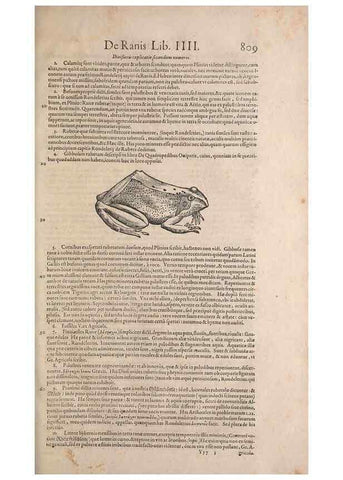 Reproducción/Reproduction 15570076502: Conradi Gesneri medici Tigurini Historiae animalium liber IV :. Francofurti :In Bibliopolio Andreae Cambieri,anno MDCIIII [1604]