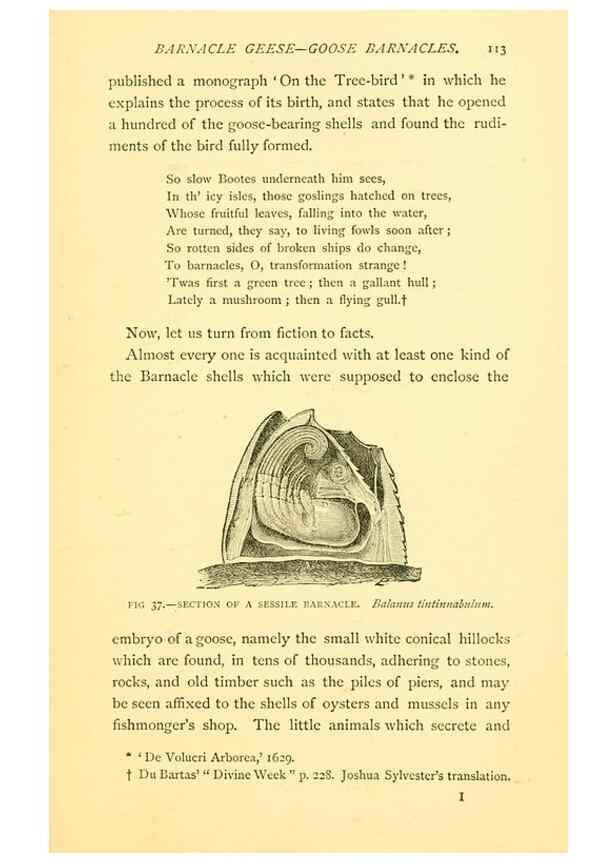 Reproducción/Reproduction 15400977429: Sea fables explained /. London :W. Clowes and sons, ltd.,1883.