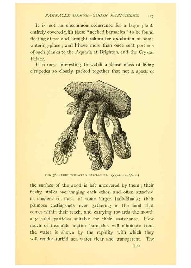 Reproducción/Reproduction 14966850654: Sea fables explained /. London :W. Clowes and sons, ltd.,1883.