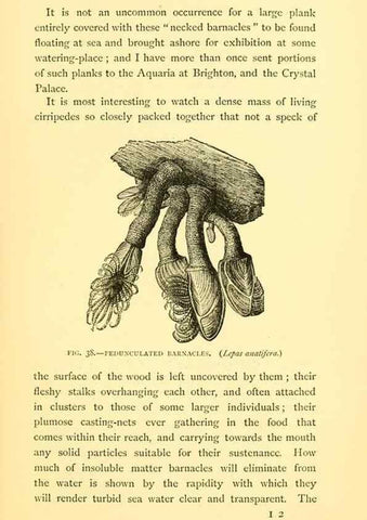 Reproducción/Reproduction 14966850654: Sea fables explained /. London :W. Clowes and sons, ltd.,1883.
