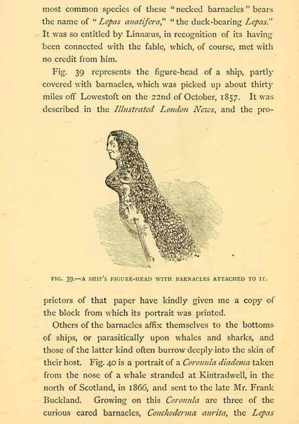 Reproducción/Reproduction 14966852514: Sea fables explained /. London :W. Clowes and sons, ltd.,1883.