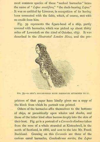 Reproducción/Reproduction 14966852514: Sea fables explained /. London :W. Clowes and sons, ltd.,1883.
