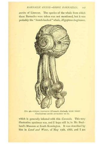 Reproducción/Reproduction 14966854294: Sea fables explained /. London :W. Clowes and sons, ltd.,1883.