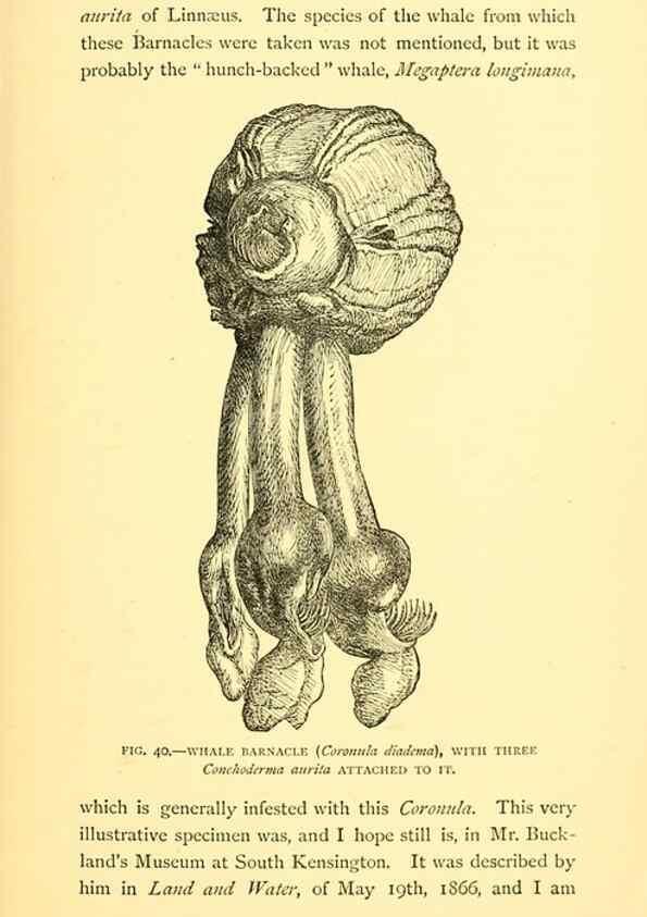 Reproducción/Reproduction 14966854294: Sea fables explained /. London :W. Clowes and sons, ltd.,1883.