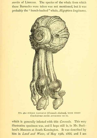 Reproducción/Reproduction 14966854294: Sea fables explained /. London :W. Clowes and sons, ltd.,1883.