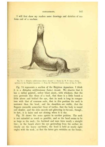 Reproducción/Reproduction 14975637244: The great sea-serpent.. Leiden :E. J. Brill;[1892]