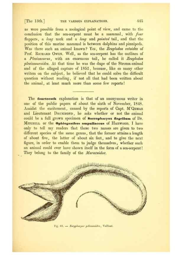 Reproducción/Reproduction 15572676996: The great sea-serpent.. Leiden :E. J. Brill;[1892]