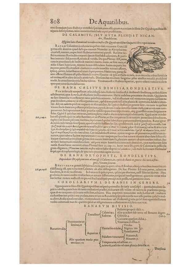 Reproducción/Reproduction 15570074422: Conradi Gesneri medici Tigurini Historiae animalium liber IV :. Francofurti :In Bibliopolio Andreae Cambieri,anno MDCIIII [1604]