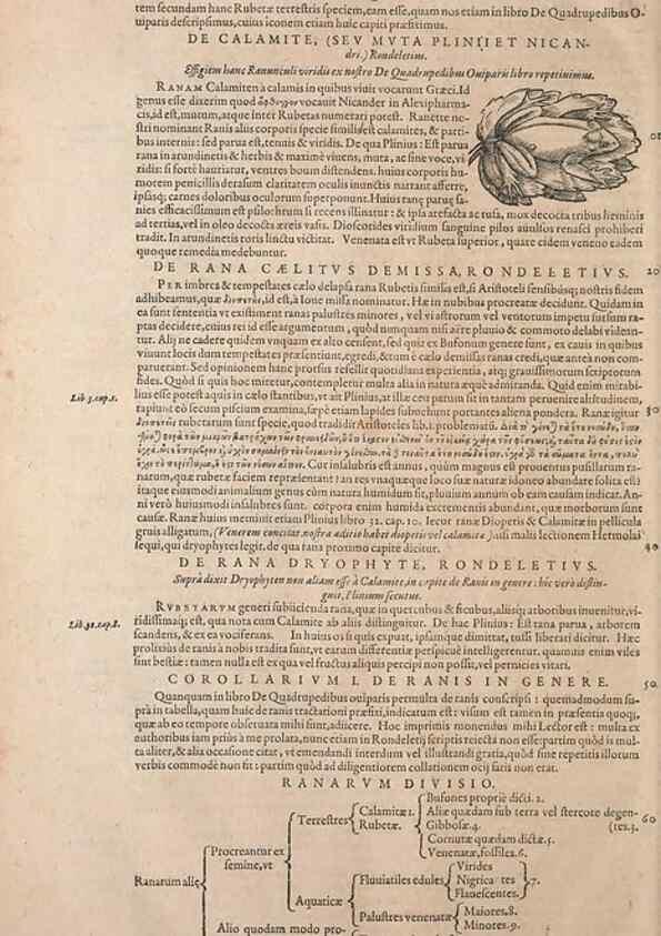 Reproducción/Reproduction 15570074422: Conradi Gesneri medici Tigurini Historiae animalium liber IV :. Francofurti :In Bibliopolio Andreae Cambieri,anno MDCIIII [1604]