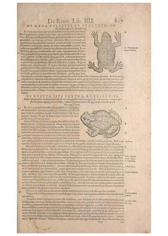 Reproducción/Reproduction 15382599189: Conradi Gesneri medici Tigurini Historiae animalium liber IV :. Francofurti :In Bibliopolio Andreae Cambieri,anno MDCIIII [1604]