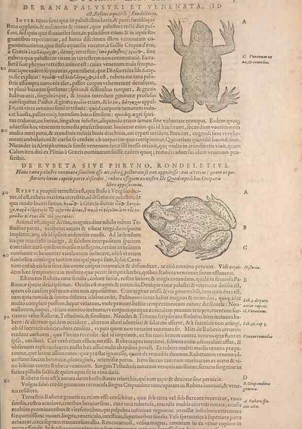 Reproducción/Reproduction 15382599189: Conradi Gesneri medici Tigurini Historiae animalium liber IV :. Francofurti :In Bibliopolio Andreae Cambieri,anno MDCIIII [1604]