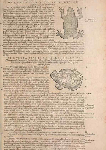 Reproducción/Reproduction 15382599189: Conradi Gesneri medici Tigurini Historiae animalium liber IV :. Francofurti :In Bibliopolio Andreae Cambieri,anno MDCIIII [1604]
