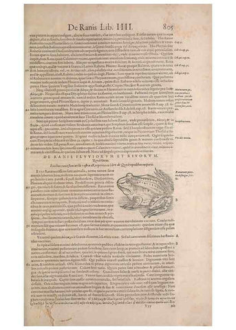 Reproducción/Reproduction 15570071052: Conradi Gesneri medici Tigurini Historiae animalium liber IV :. Francofurti :In Bibliopolio Andreae Cambieri,anno MDCIIII [1604]