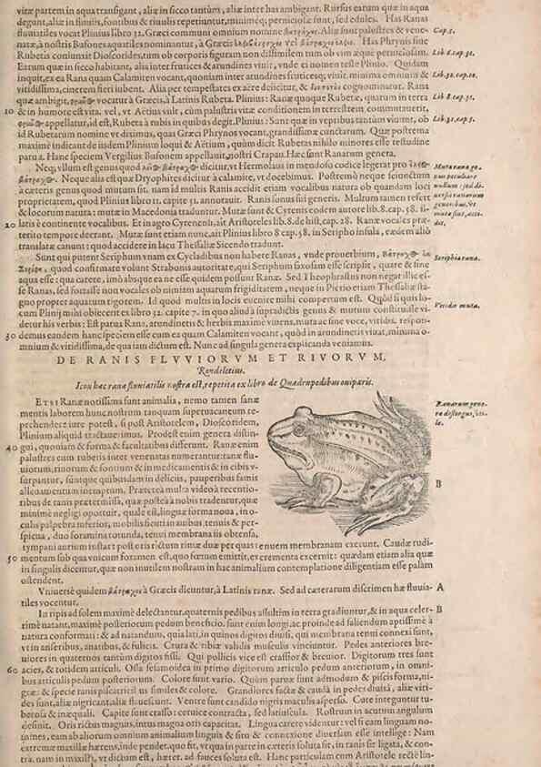 Reproducción/Reproduction 15570071052: Conradi Gesneri medici Tigurini Historiae animalium liber IV :. Francofurti :In Bibliopolio Andreae Cambieri,anno MDCIIII [1604]